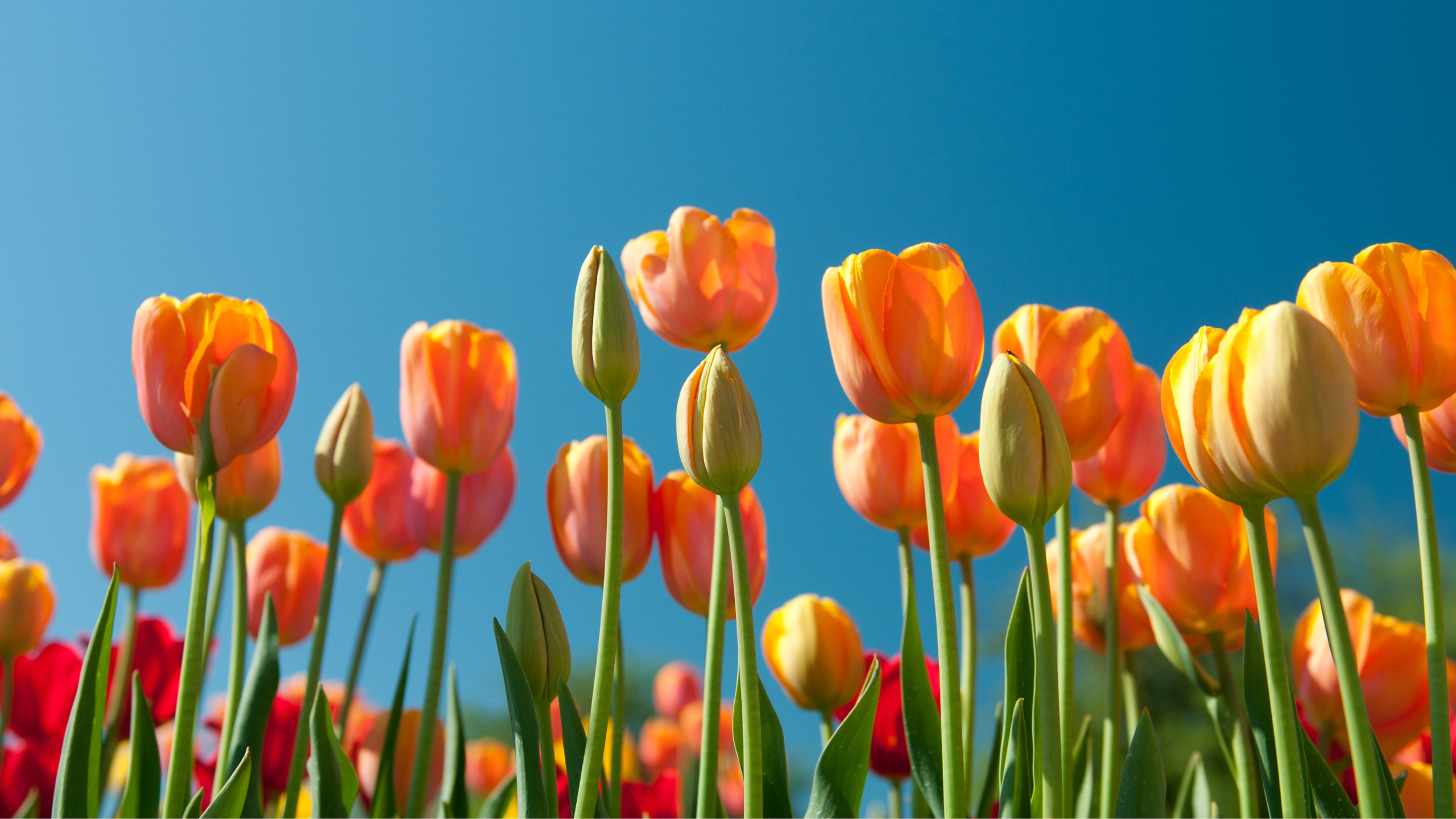 Orange tulips against a blue spring sky
